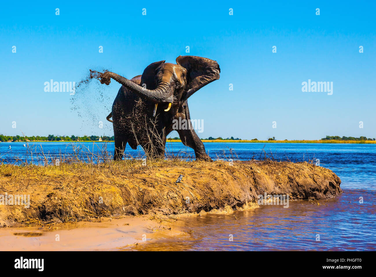 Lone elephant clean river silt Stock Photo