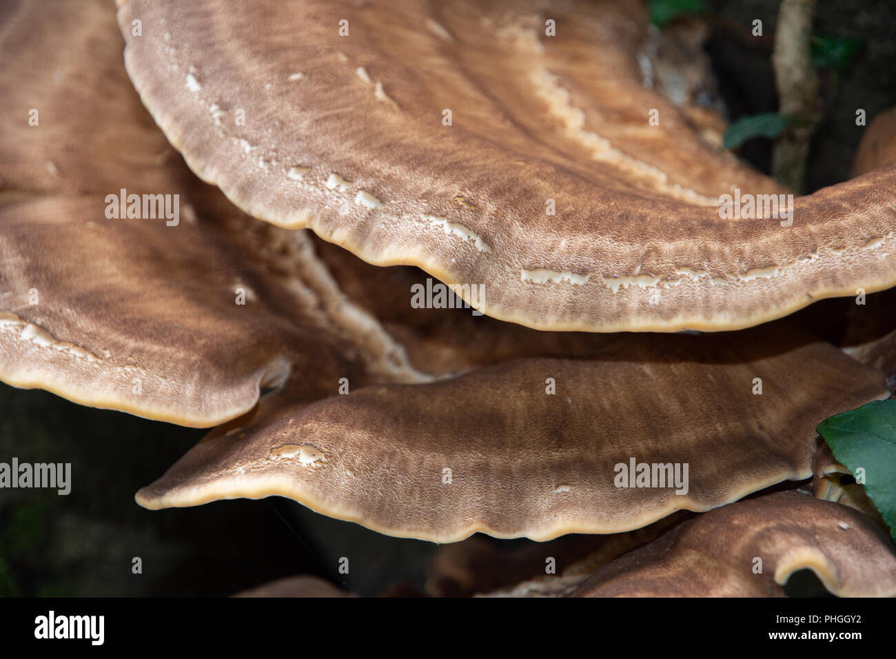 Bracket fungi (meripilus giganteous) on Beech Stock Photo