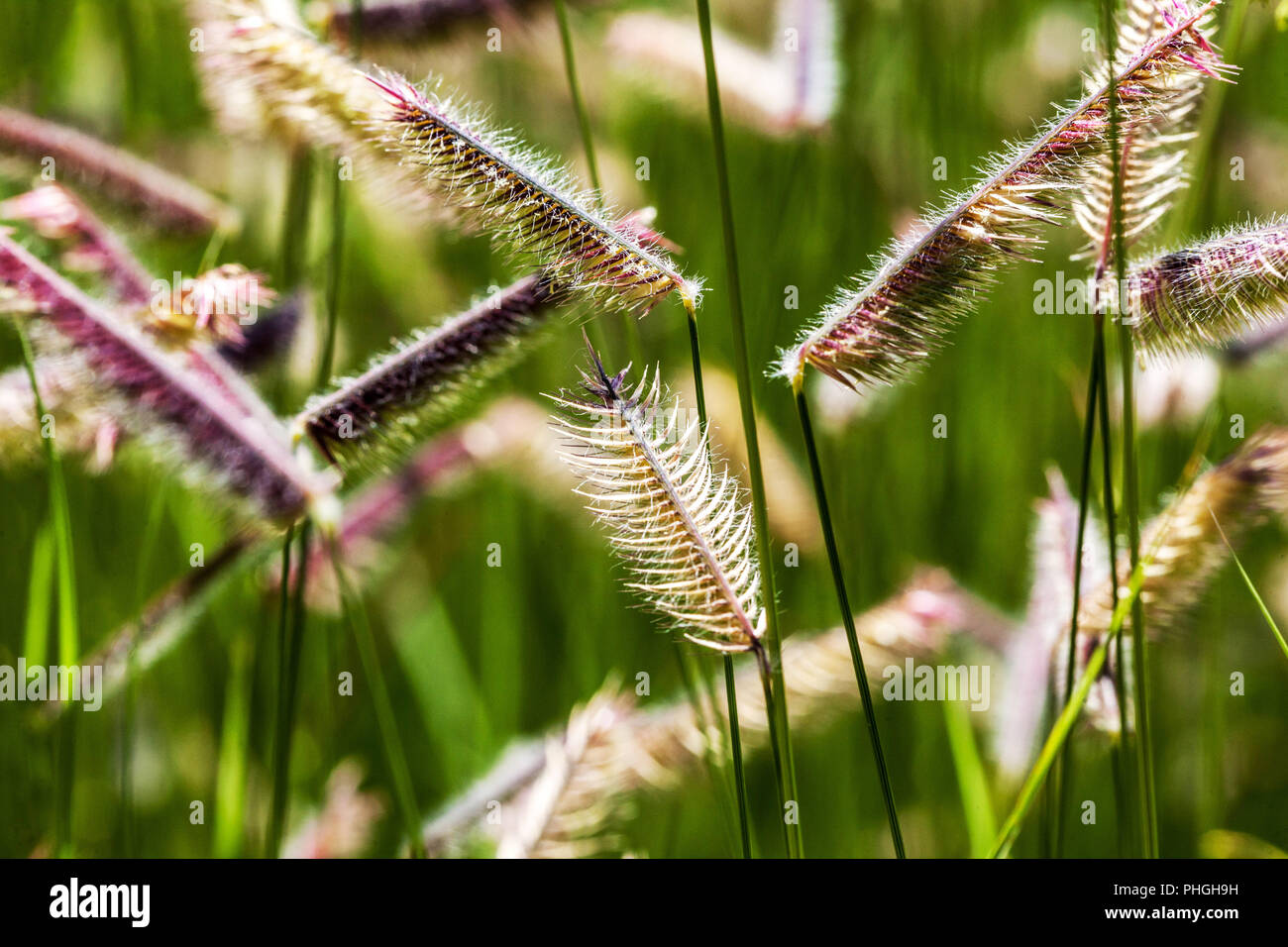 Blue grama, Bouteloua gracilis grass Stock Photo