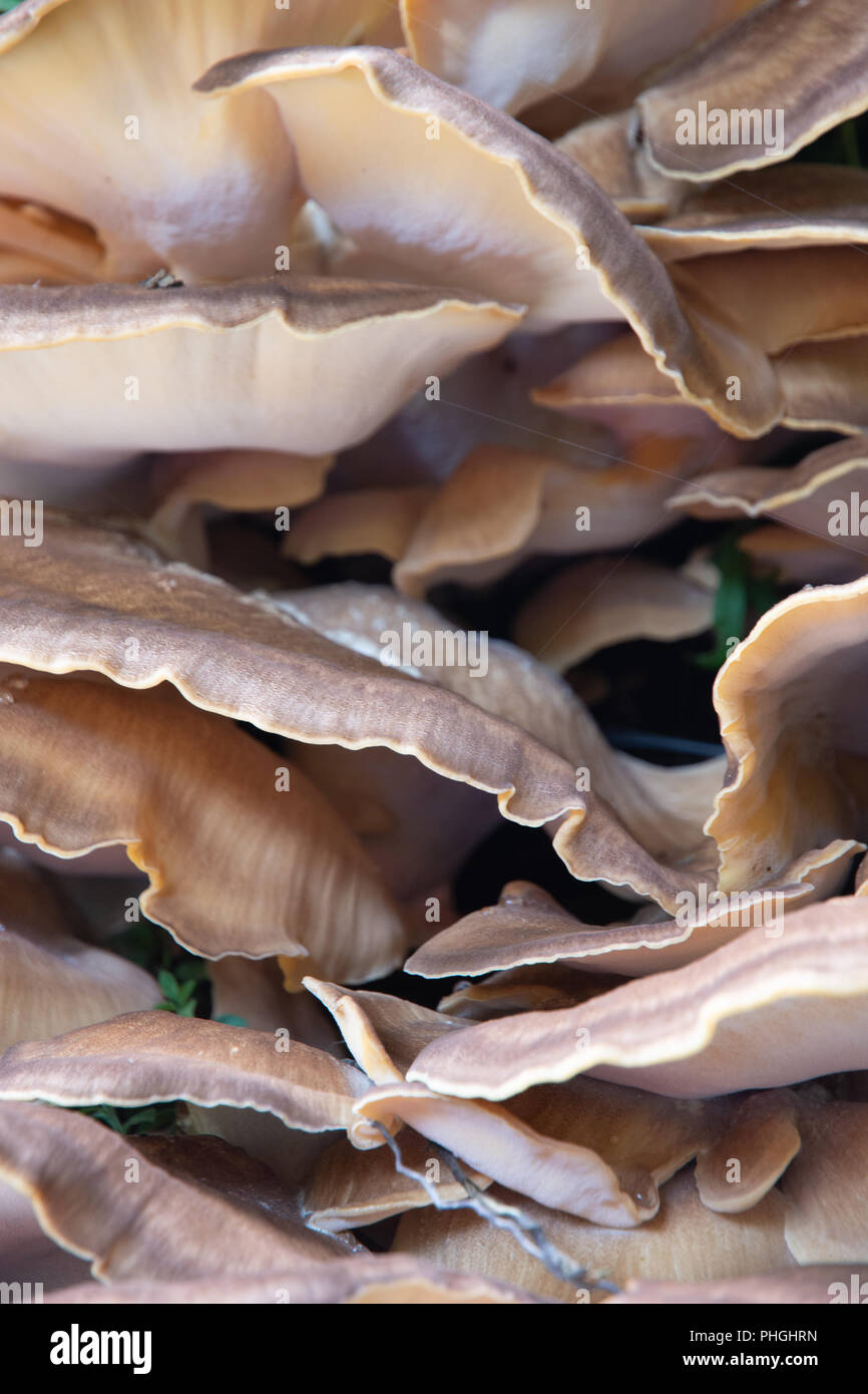 Bracket fungi (meripilus giganteous) on Beech Stock Photo