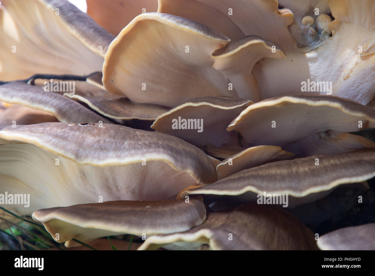 Bracket fungi (meripilus giganteous) on Beech Stock Photo