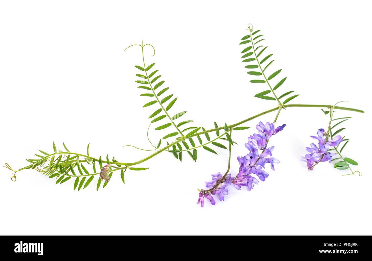 Galega officinalis in front of white background Stock Photo