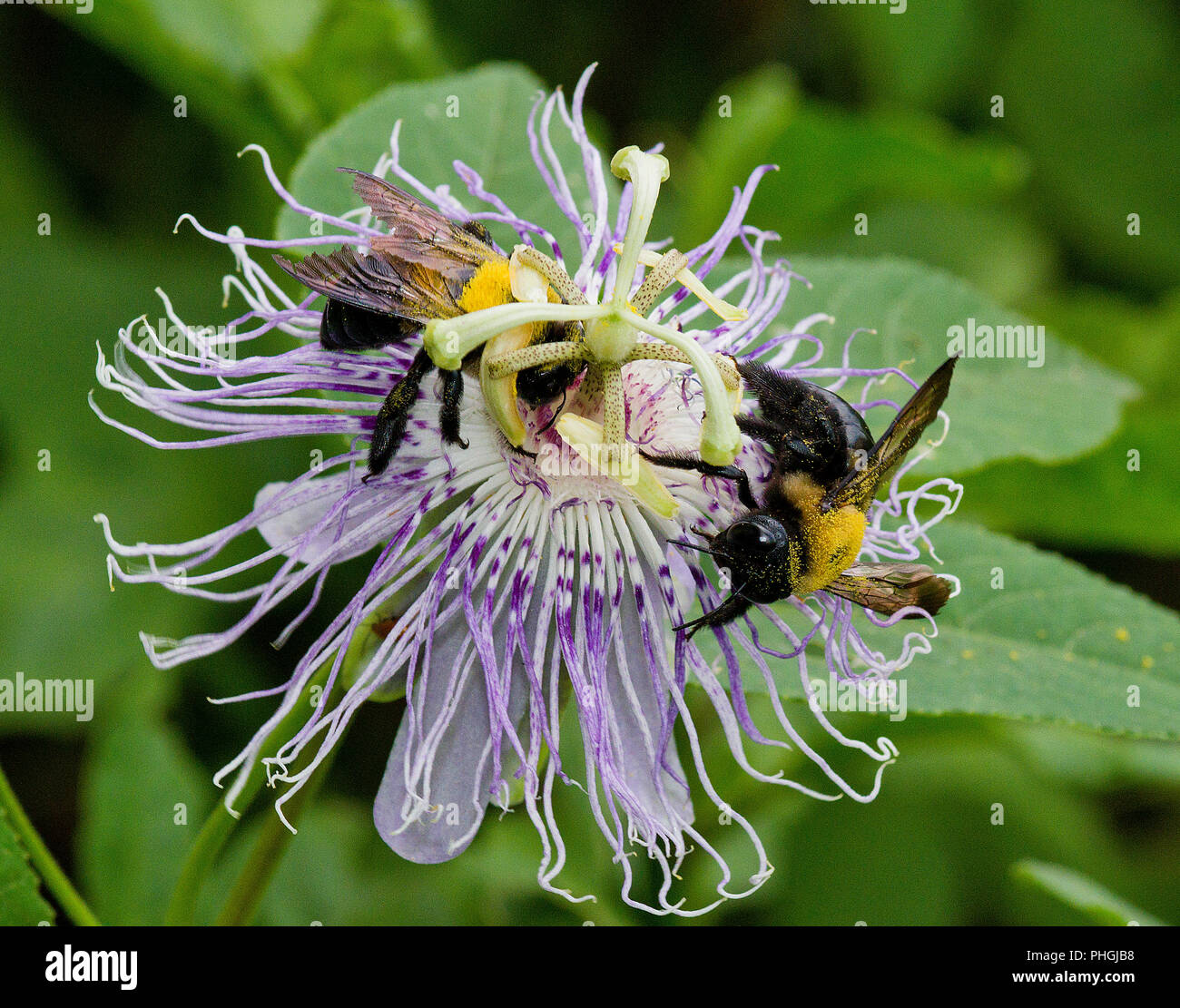 Eastern Carpenter Bees on passion flower Stock Photo