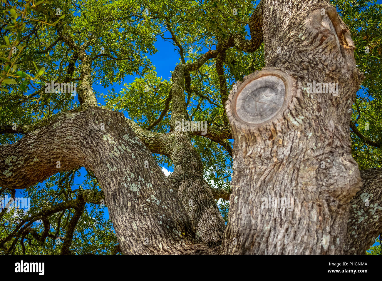 up close of oak tree branches in Texas on a summer day. Stock Photo