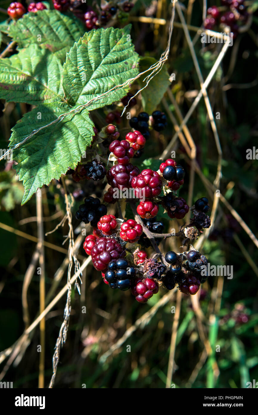 Wild Flowers Blackberry Mushrooms Victoria Park Connswater Community
