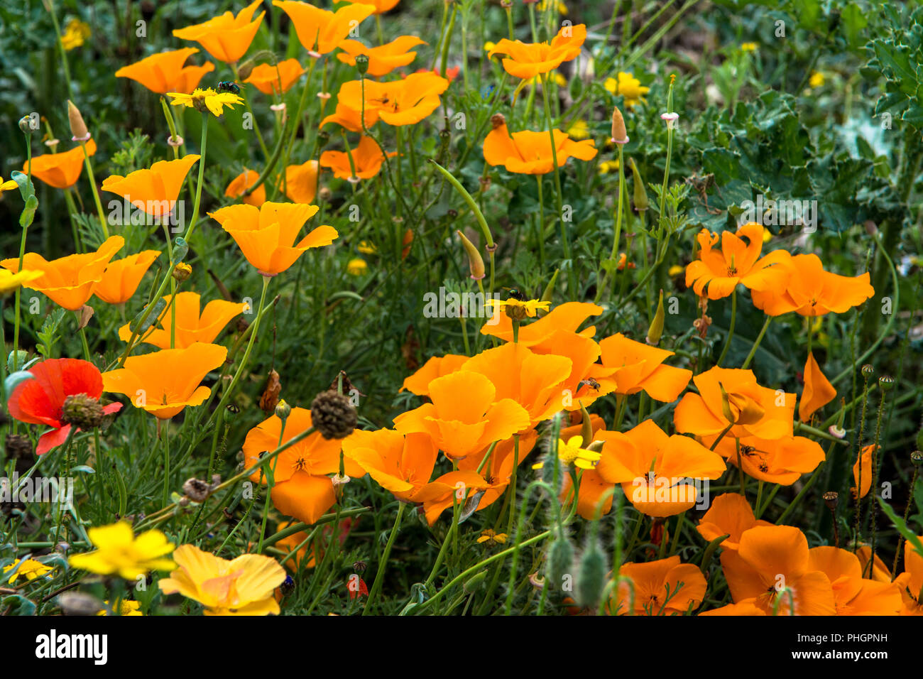 Wild Flowers Victoria Park Connswater Community Greenway East Belfast