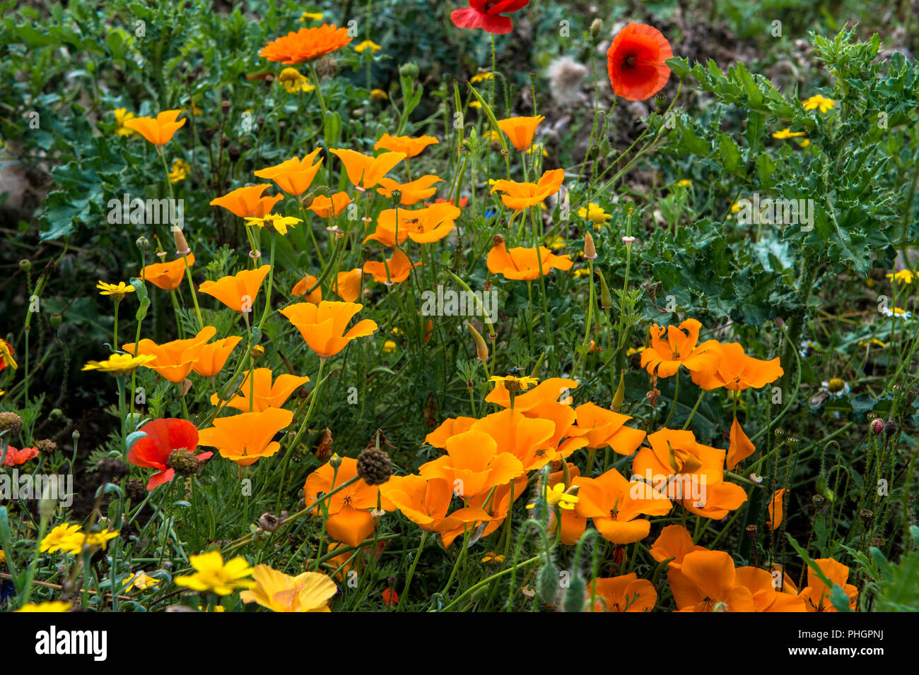 Wild Flowers Victoria Park Connswater Community Greenway East Belfast
