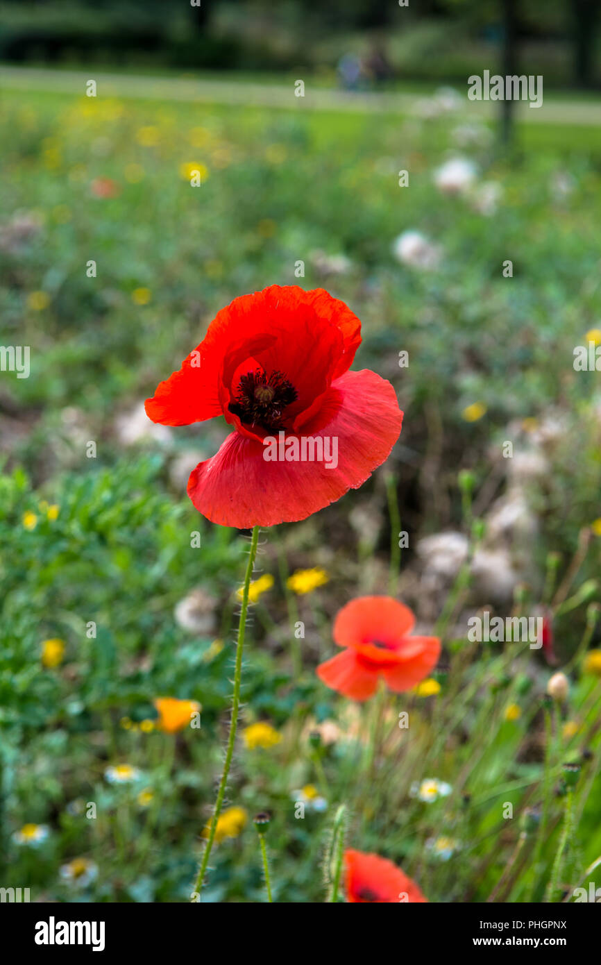 Wild Flowers Victoria Park Connswater Community Greenway East Belfast