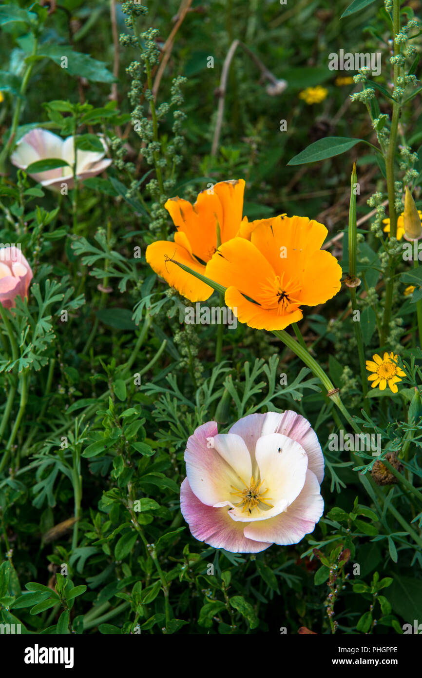 Wild Flowers Victoria Park Connswater Community Greenway East Belfast