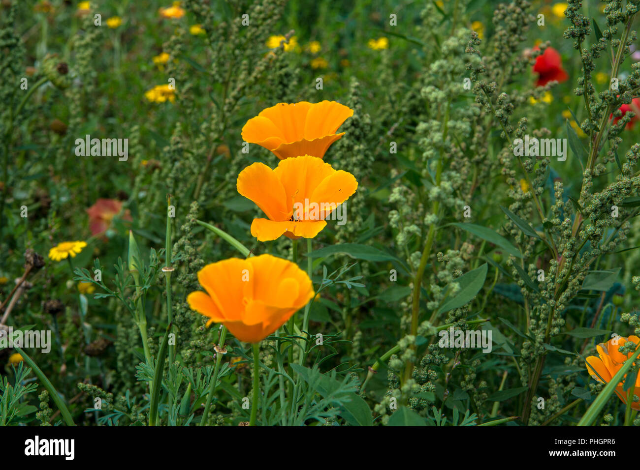 Wild Flowers Victoria Park Connswater Community Greenway East Belfast