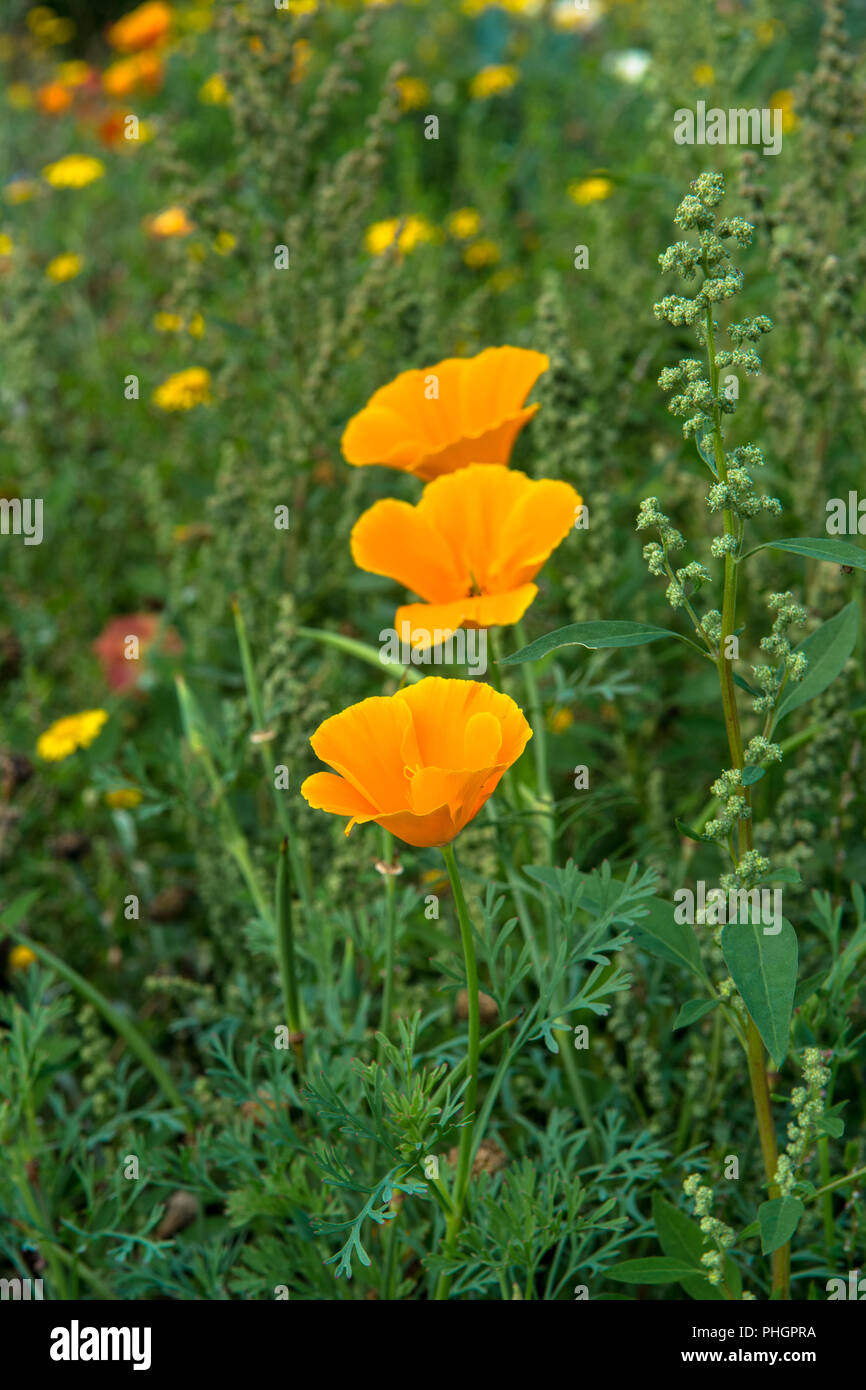 Wild Flowers Victoria Park Connswater Community Greenway East Belfast