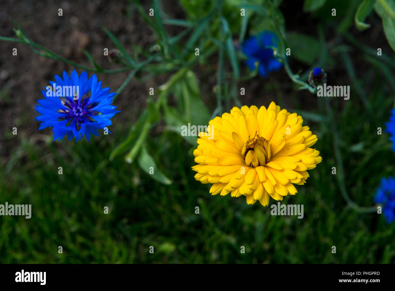 Wild Flowers Victoria Park Connswater Community Greenway East Belfast Stock Photo Alamy