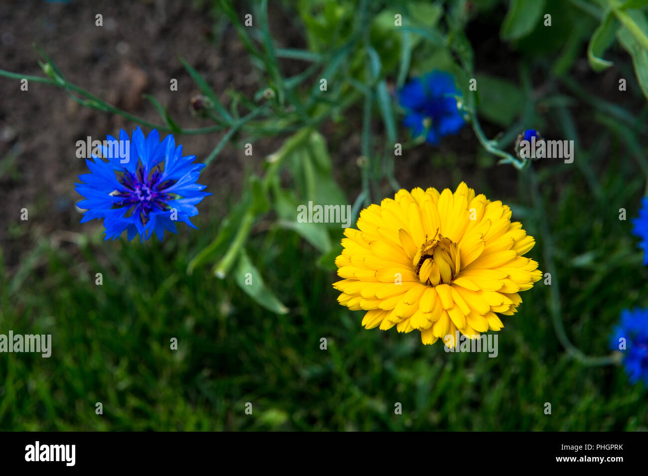 Wild Flowers Victoria Park Connswater Community Greenway East Belfast