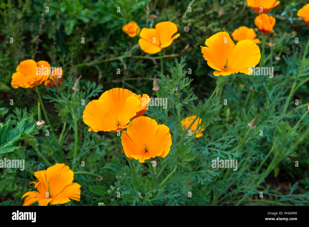 Wild Flowers Victoria Park Connswater Community Greenway East Belfast