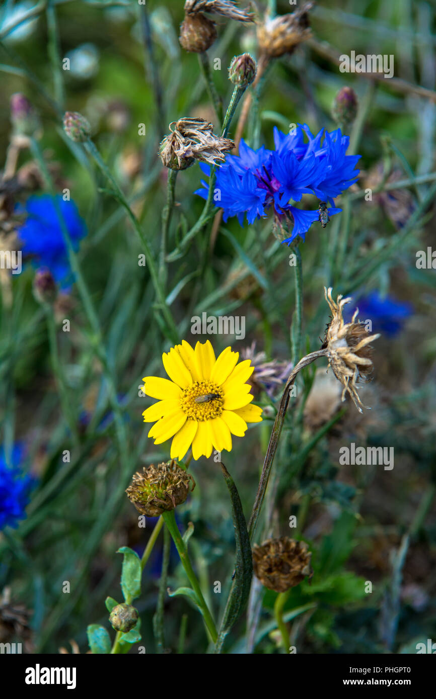 Wild Flowers Victoria Park Connswater Community Greenway East Belfast