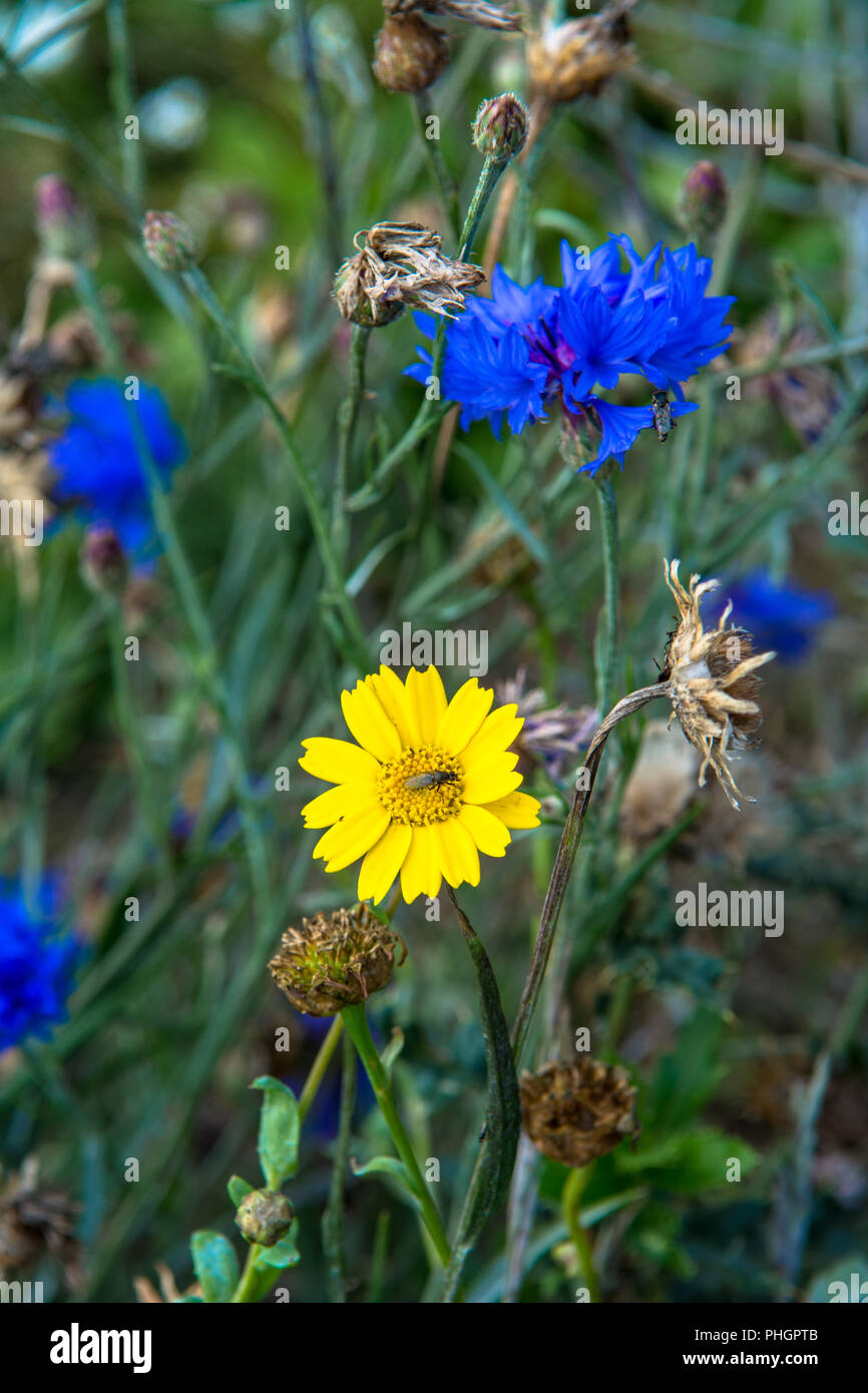 Wild Flowers Victoria Park Connswater Community Greenway East Belfast