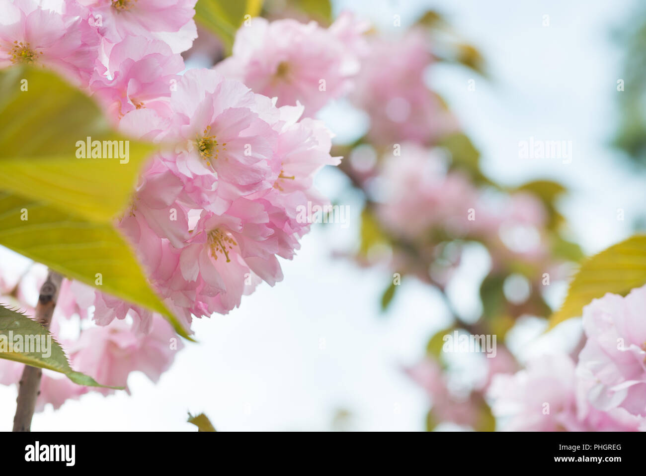 Pink sakura flowers on a spring cherry tree Stock Photo - Alamy