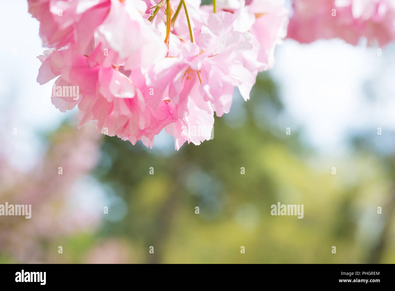 Pink sakura flowers on a spring cherry tree Stock Photo - Alamy