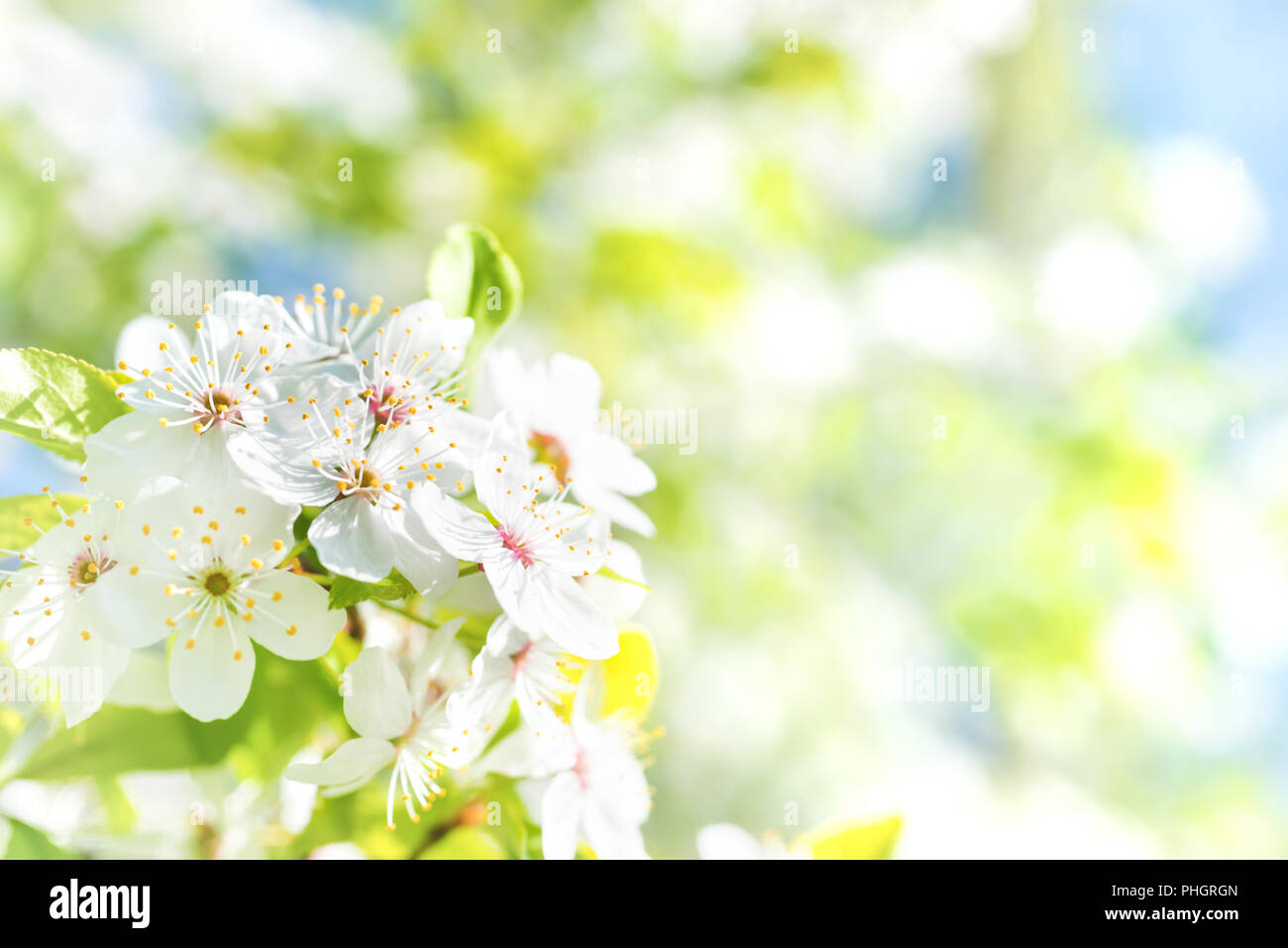 Back white flowers hi-res stock photography and images - Alamy
