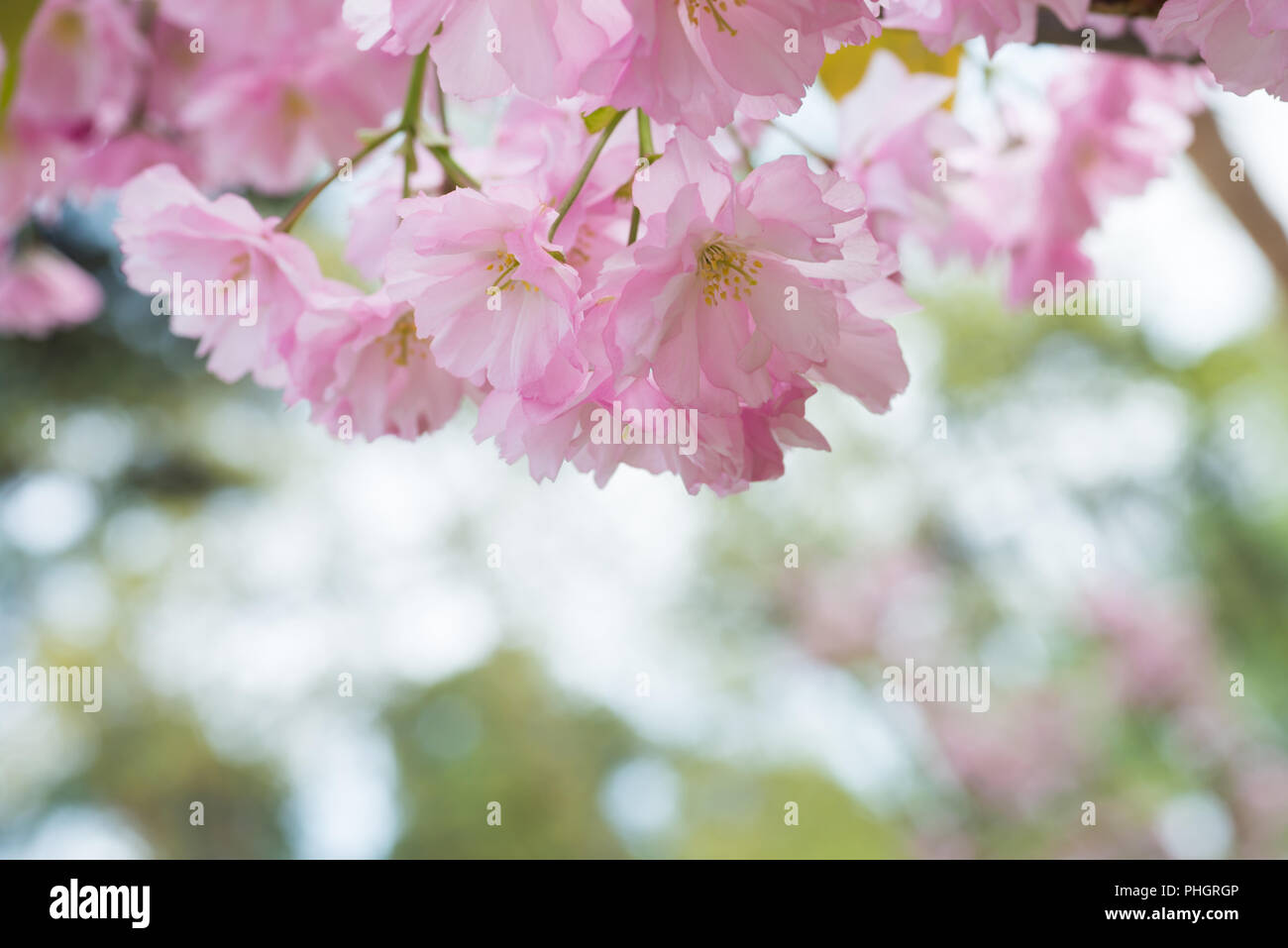 Pink sakura flowers on a spring cherry tree Stock Photo - Alamy