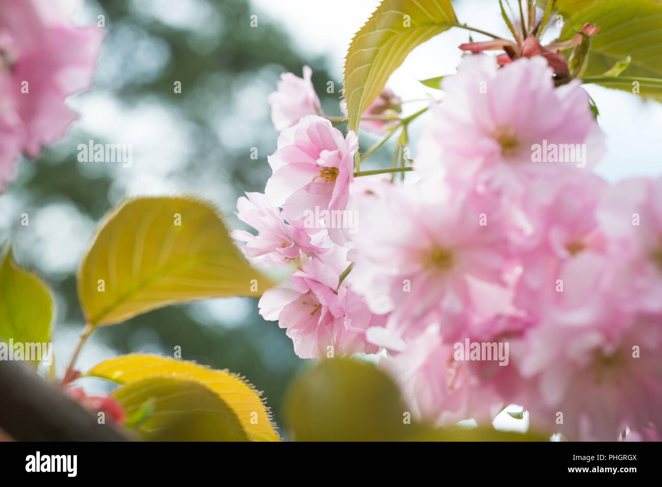 Pink sakura flowers on a spring cherry tree Stock Photo - Alamy