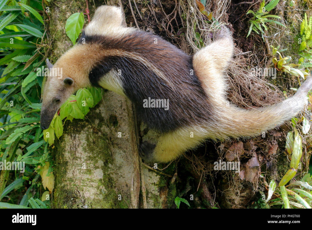 A tamandua in the Arenal National Park Costa Rica Stock Photo