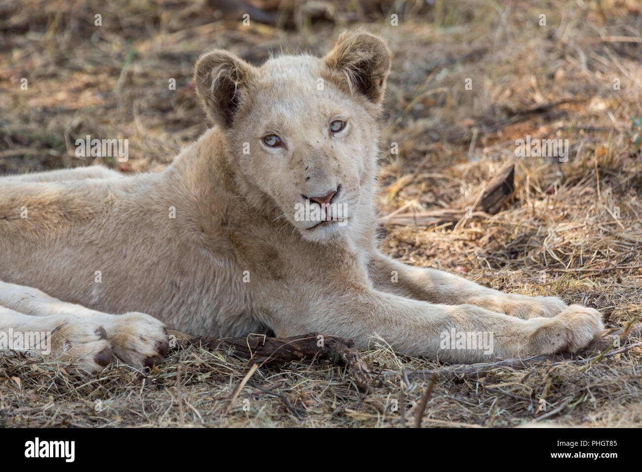 White lion south africa hi-res stock photography and images - Alamy