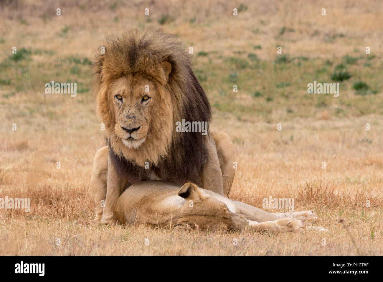 Lions mating hi-res stock photography and images - Alamy