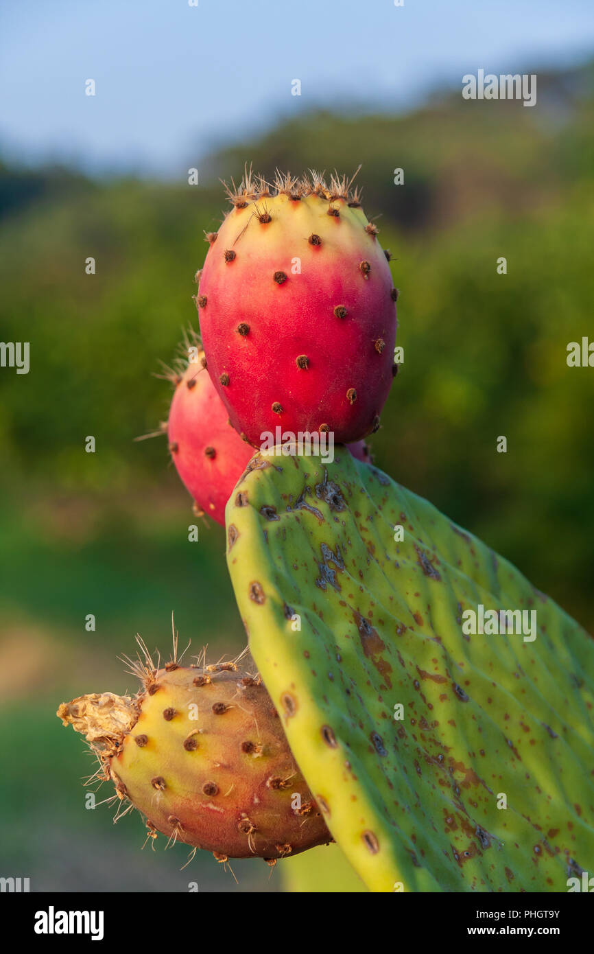 Close-up of ripe Prickly Pear Fruits, Calabria, Italy Stock Photo