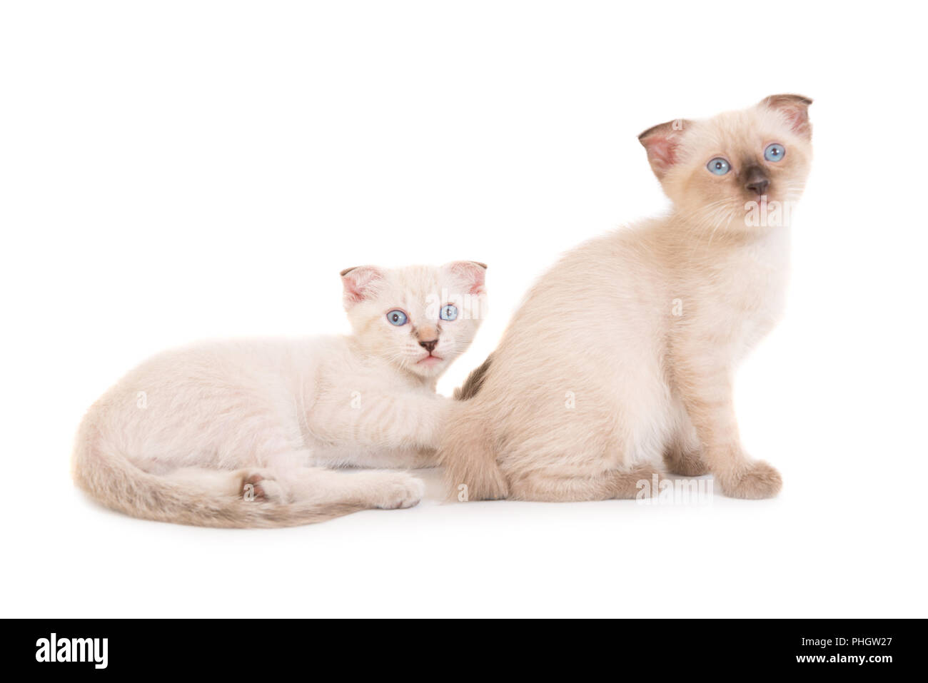 Two lying purebred kittens Stock Photo