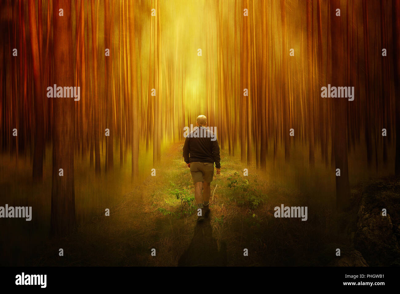 picture composing man in the forest Stock Photo