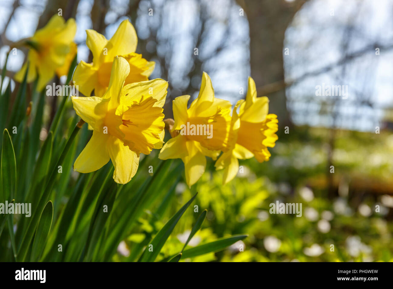 Close-up of Daffodils flowers in bloom at spring Stock Photo