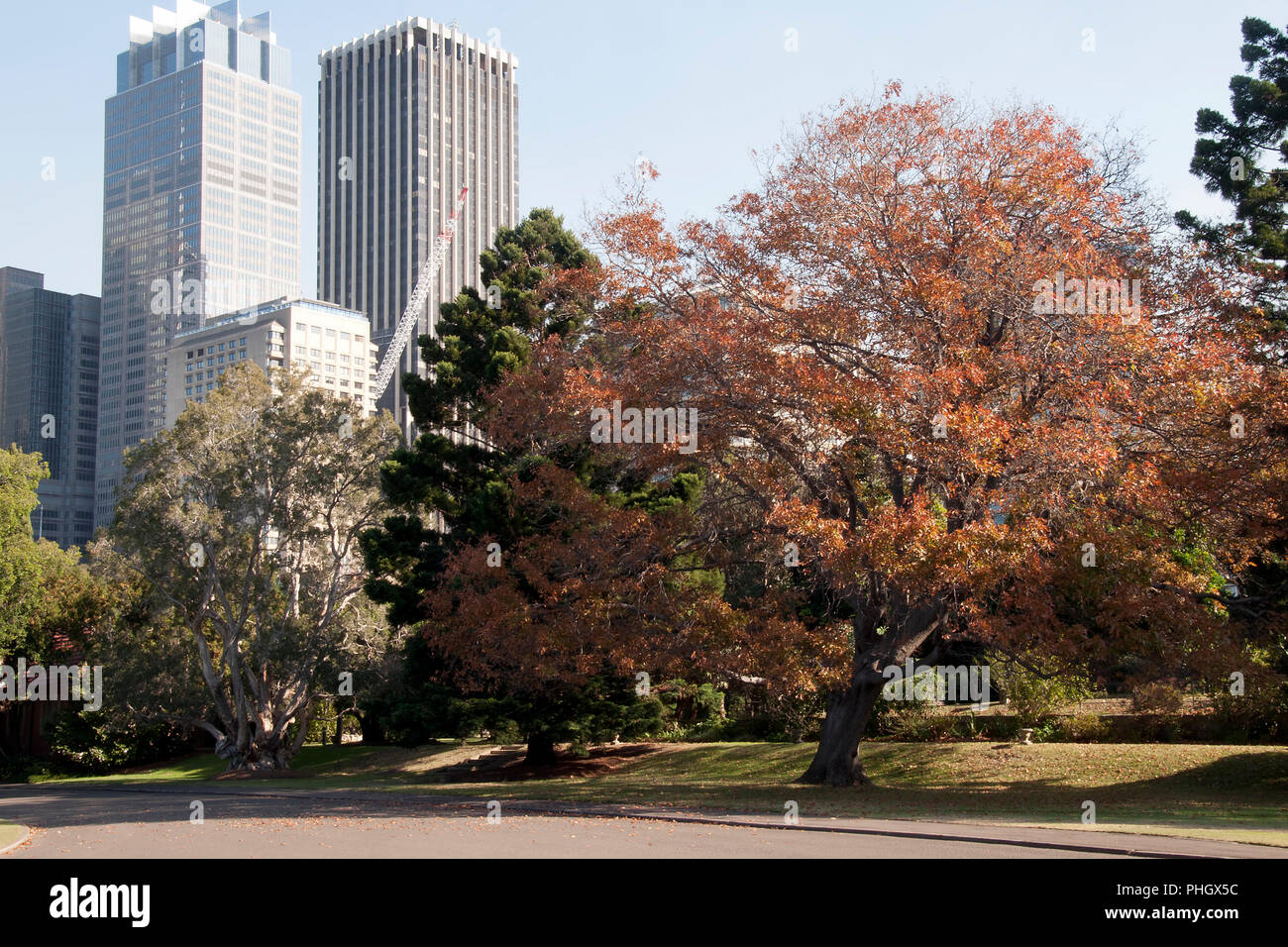 Sydney Australia, view of city buildings from  botanical gardens in autumn Stock Photo