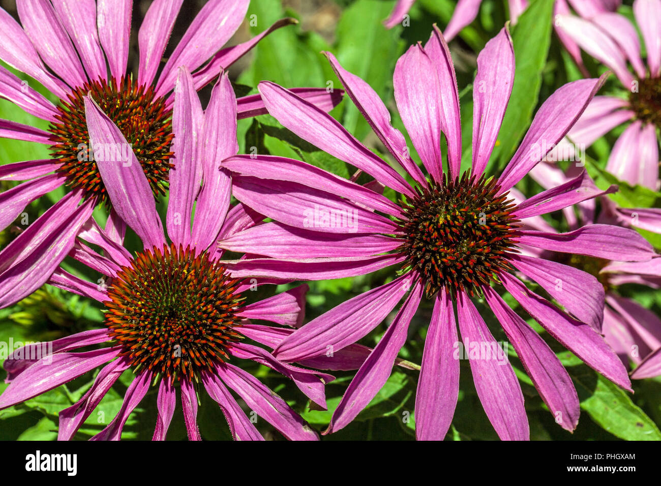 Coneflower, Echinacea purpurea ' Feeling Pink ', pink and purple garden Stock Photo