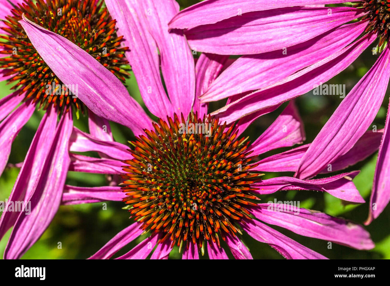 Coneflower, Echinacea purpurea ' Feeling Pink ' Stock Photo