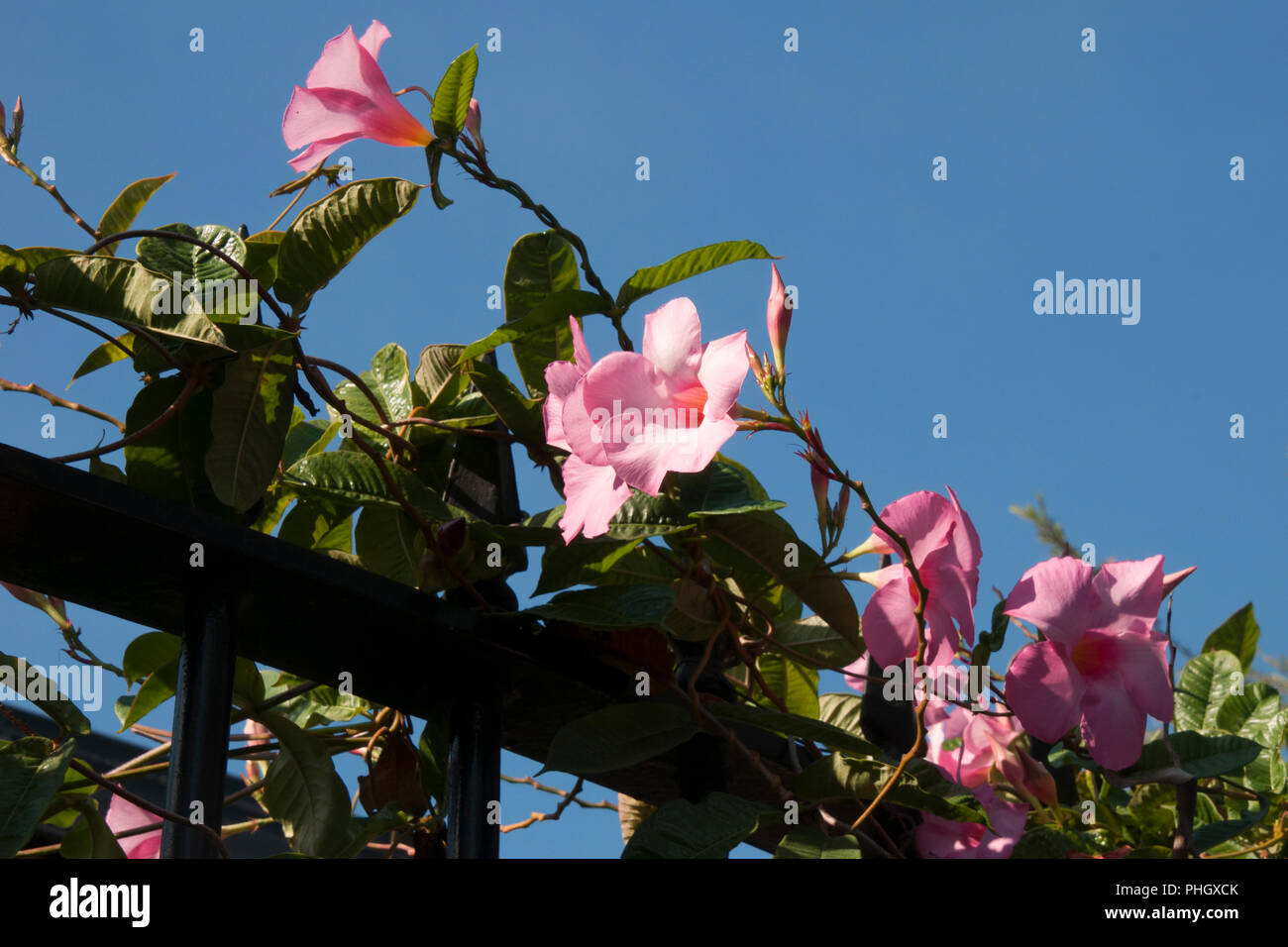 Sydney Australia, pink flowering mandevilla vine growing on metal fence ...