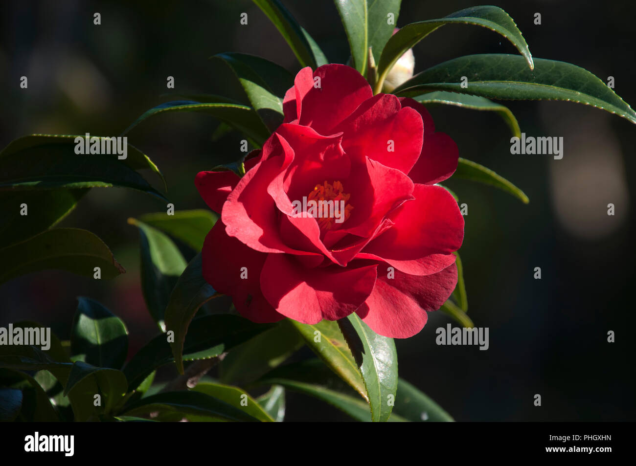 Sydney Australia, red flower of a camellia tree Stock Photo