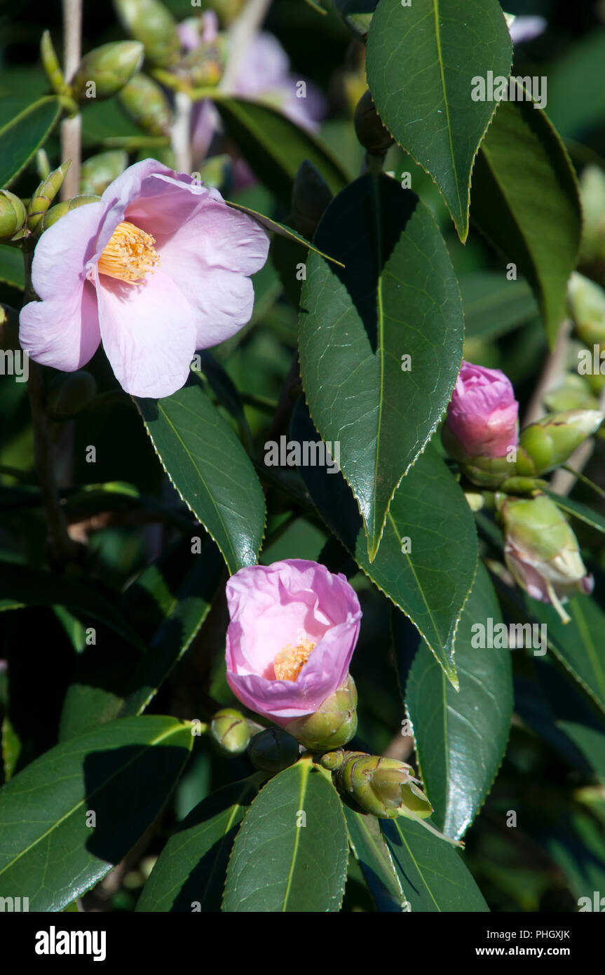 Sydney Australia, pale mauve flowers of a camellia tree Stock Photo