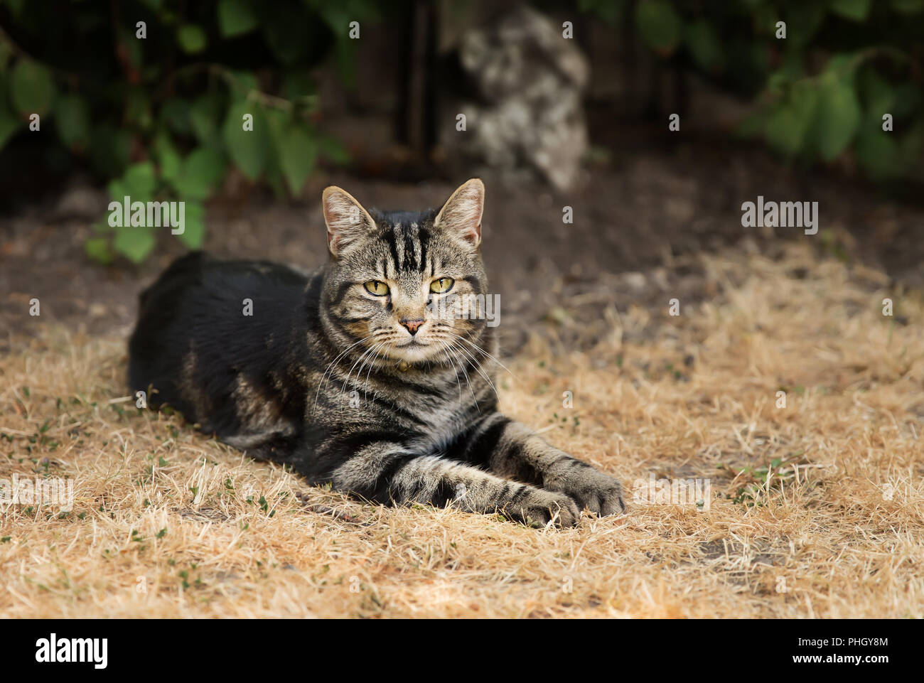 Close up of a tabby cat lying on dry grass in the back yard, UK. Stock Photo