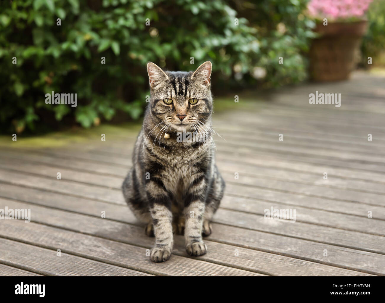 Close up of a tabby cat on the patio decking in the back yard, UK. Stock Photo
