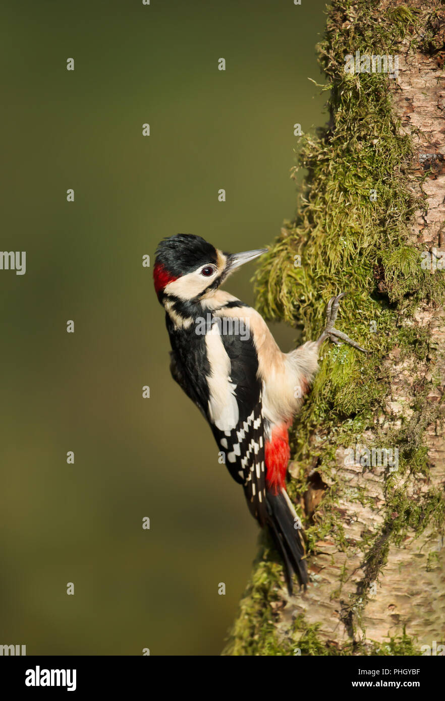 Woodpecker pecking wood hires stock photography and images Alamy