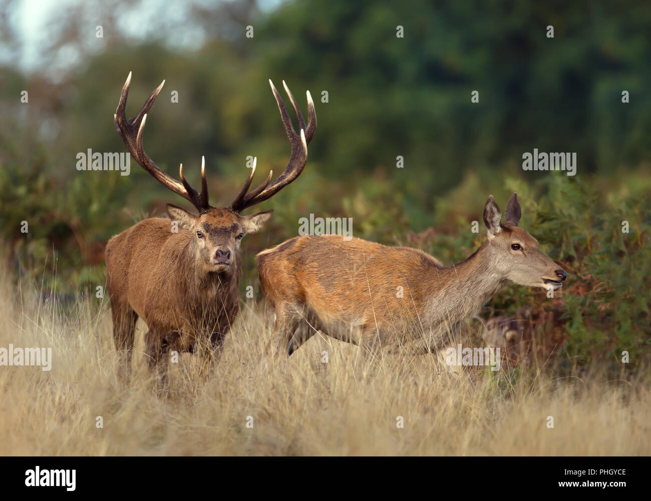 Red deer stag chasing after a hind during the rutting season, autumn in