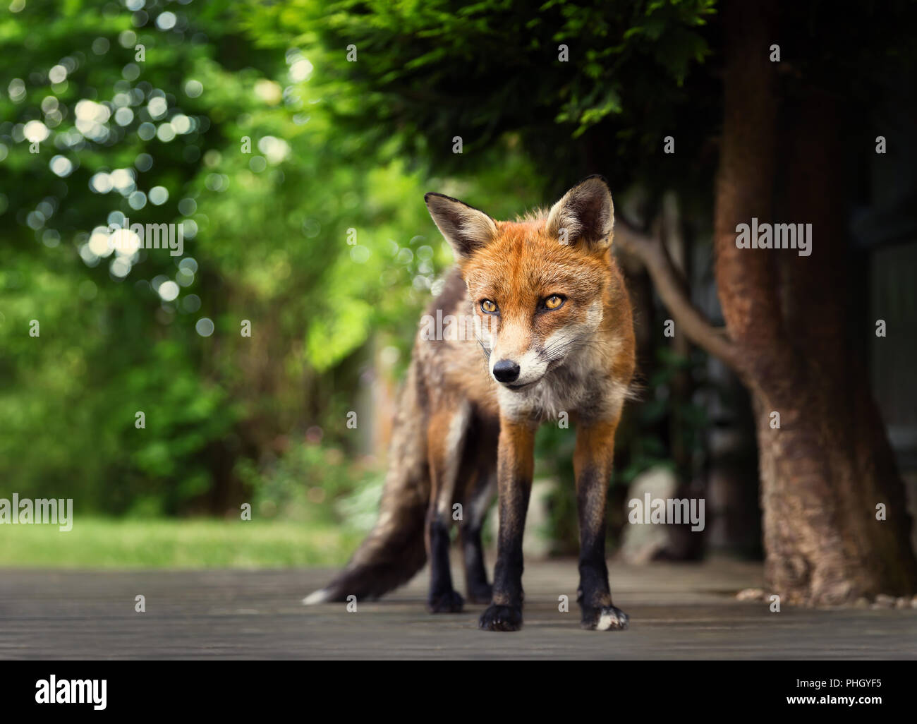 Close Up Of A Red Fox Standing On The Patio Decking At The Back
