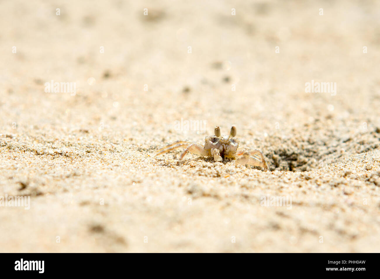 Small crabs on the beach in the sand Stock Photo