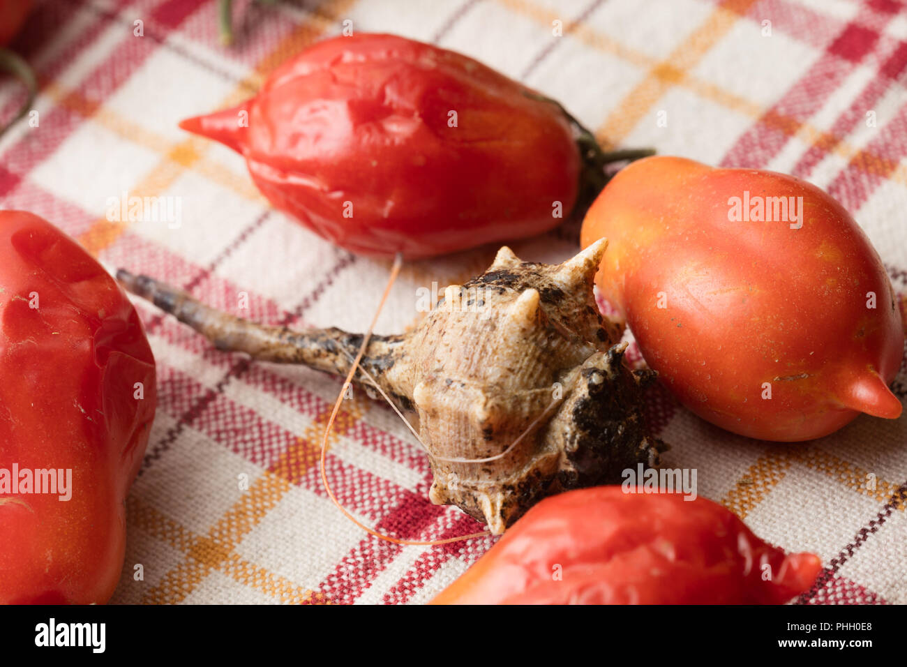 Sea snail with tomatoes Stock Photo Alamy