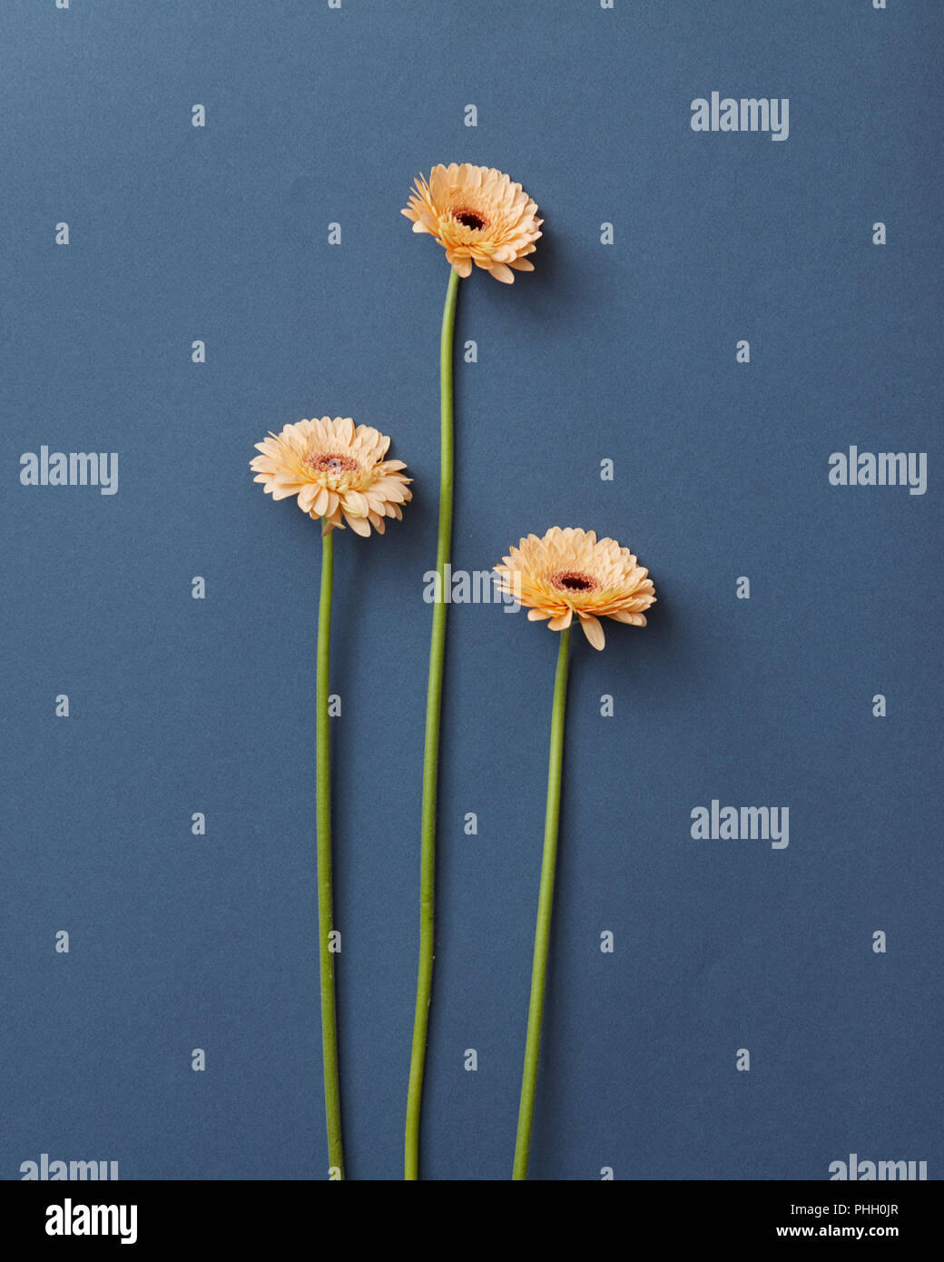 Three beautiful beige gerbera on a blue background Stock Photo