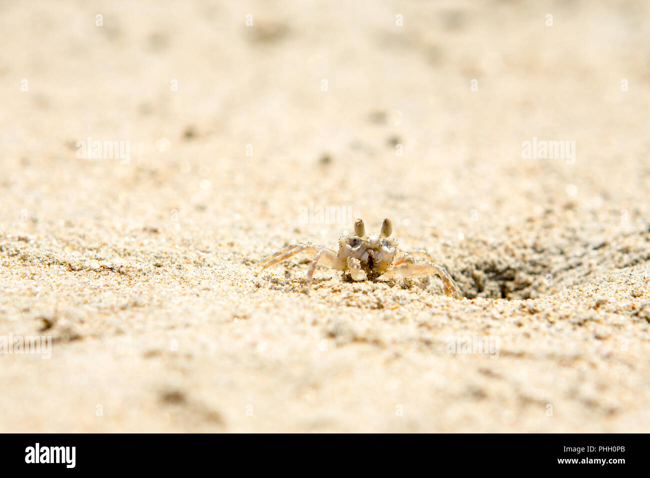 Small crabs on the beach Stock Photo