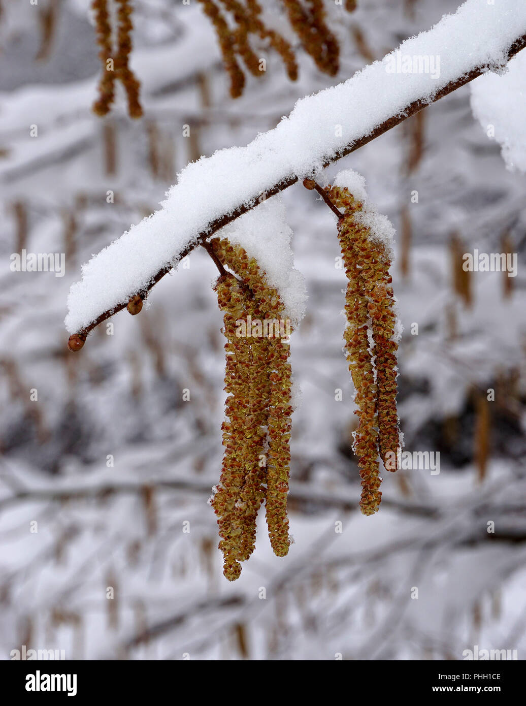 common hazel; hazel bush; hazelnut bloom; snow-covered; snow-limned; Stock Photo