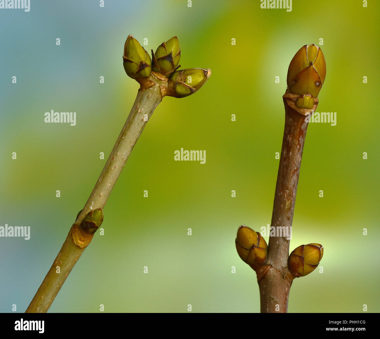 sycamore maple; harewood; bud Stock Photo Alamy