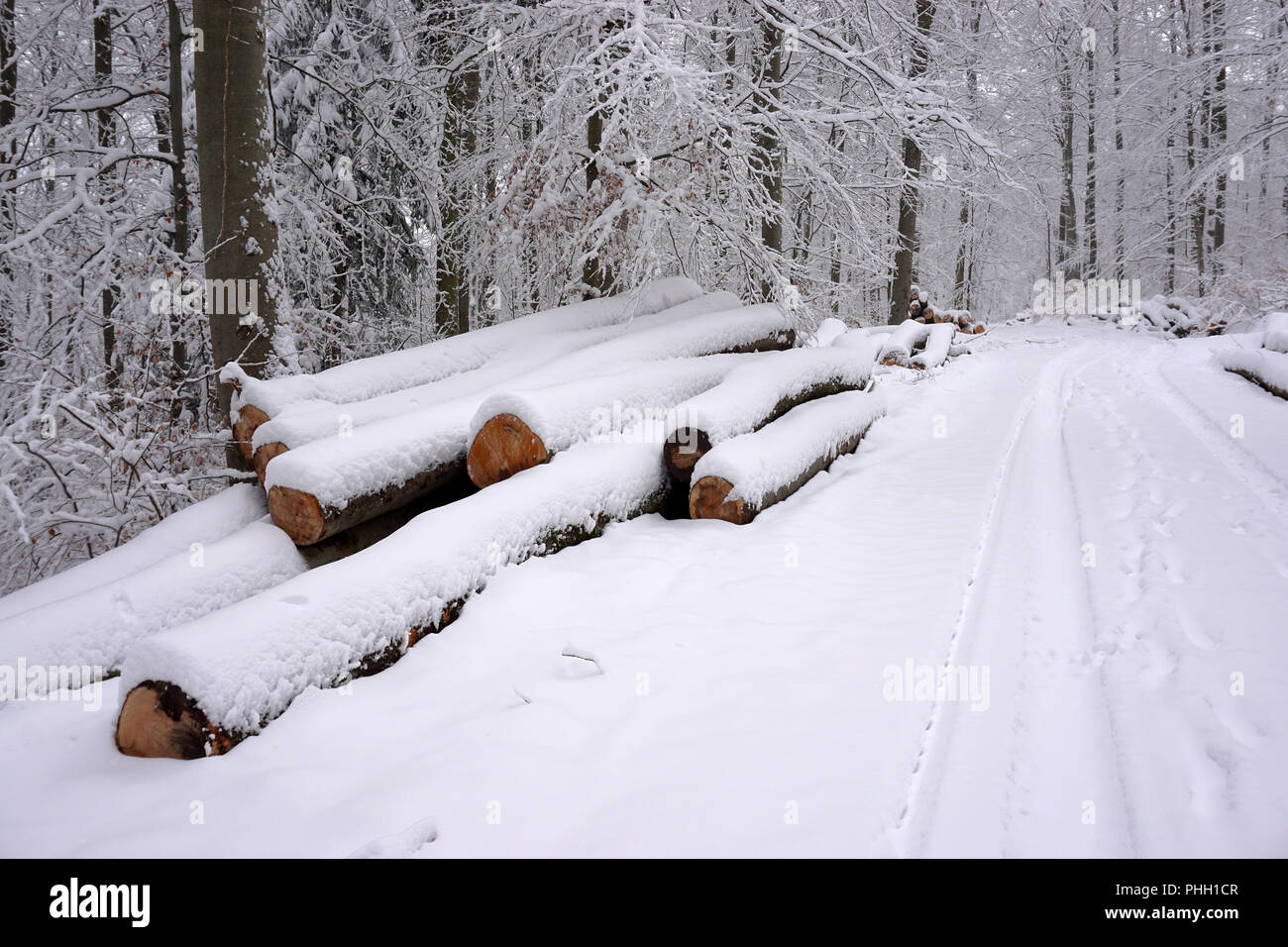 winter forest; woodpile; forestry; Stock Photo